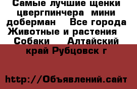 Самые лучшие щенки цвергпинчера (мини доберман) - Все города Животные и растения » Собаки   . Алтайский край,Рубцовск г.